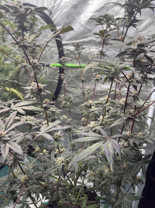 Straw-Lectric Lemonade. Week 15