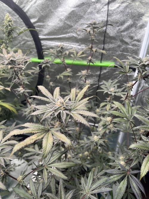 Straw-Lectric Lemonade. Week 15