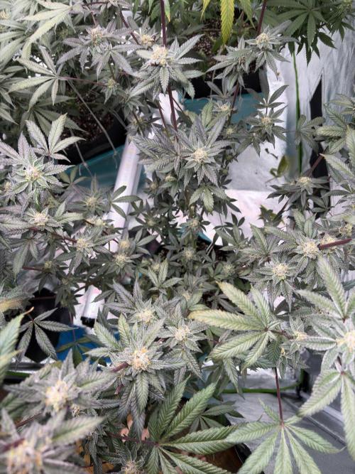 Straw-Lectric Lemonade. Week 15