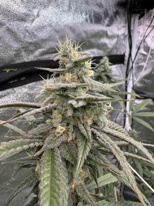 Truffle Jordan. Week 15