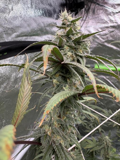 Truffle Jordan. Week 15