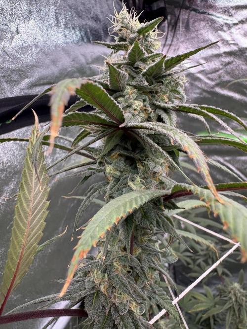 Truffle Jordan. Week 15