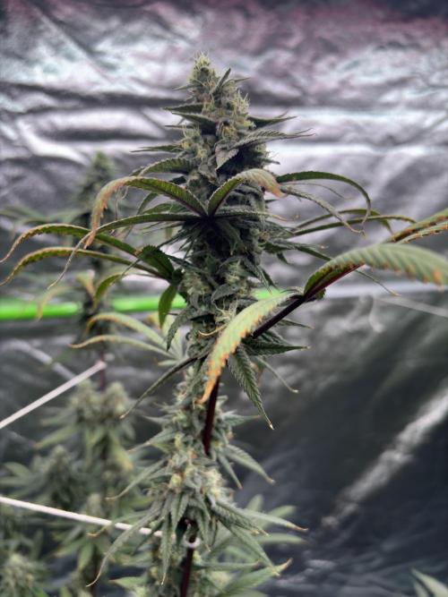 Truffle Jordan. Week 15