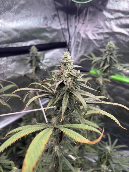 Truffle Jordan. Week 15