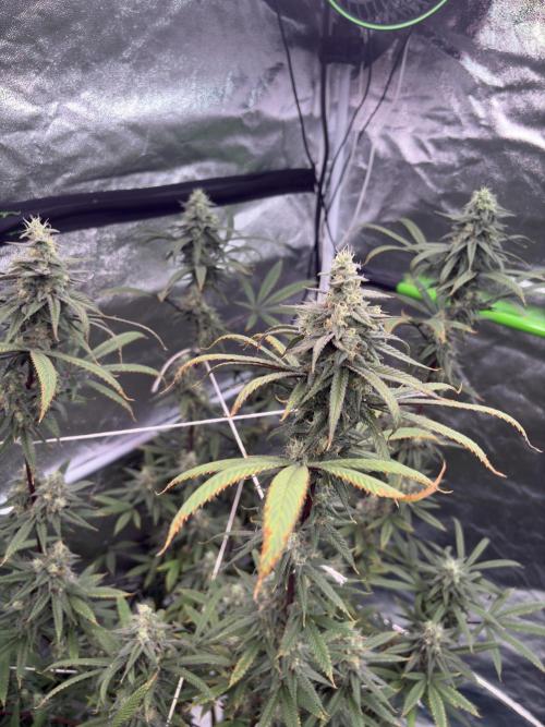 Truffle Jordan. Week 15