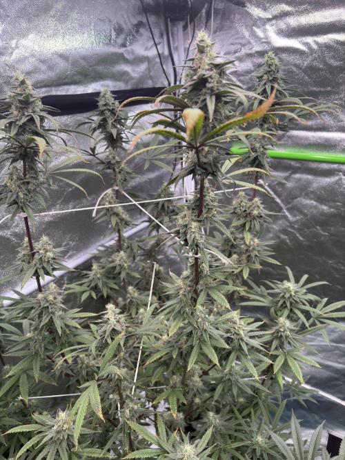 Truffle Jordan. Week 15