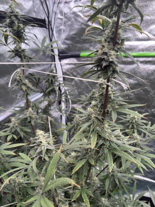 Truffle Jordan. Week 15