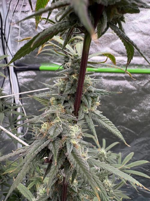 Truffle Jordan. Week 15