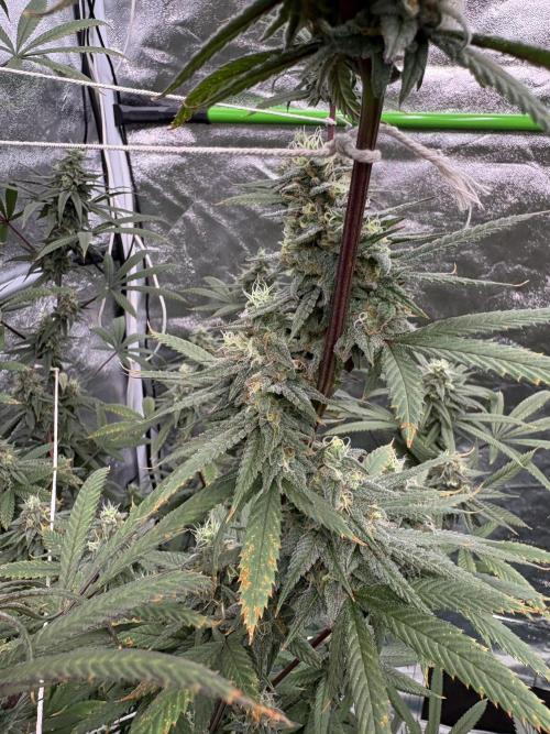 Truffle Jordan. Week 15