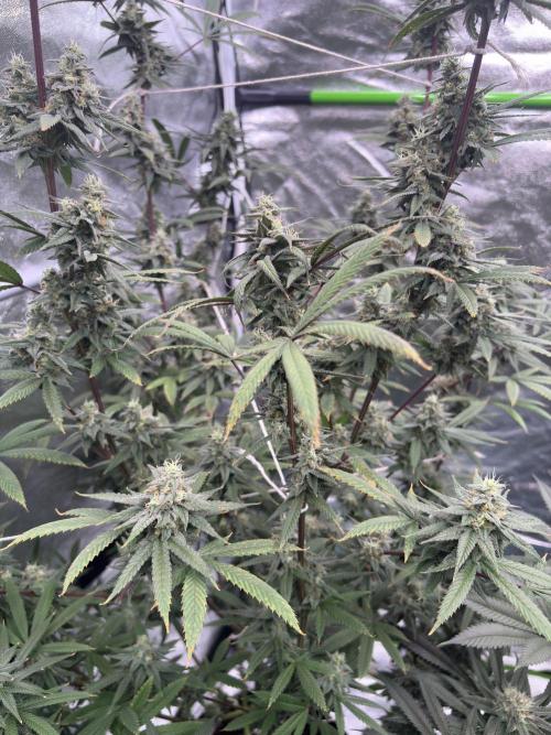 Truffle Jordan. Week 15