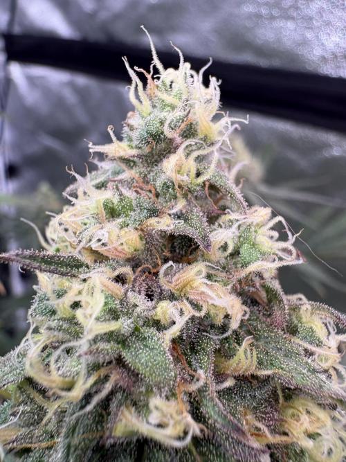 Black Sugar 2.0. Week 15