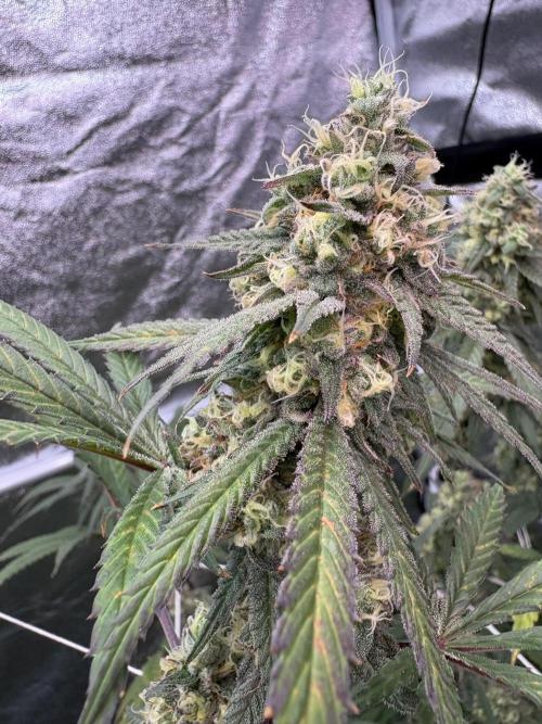 Black Sugar 2.0. Week 15