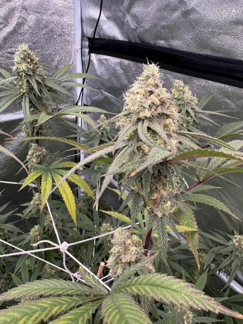 Black Sugar 2.0. Week 15