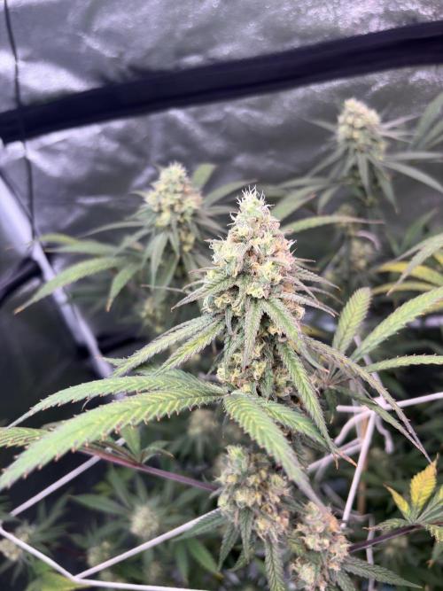 Black Sugar 2.0. Week 15