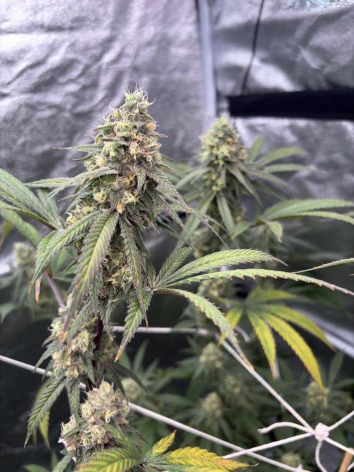 Black Sugar 2.0. Week 15