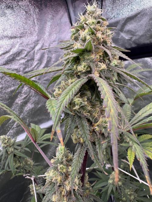 Black Sugar 2.0. Week 15