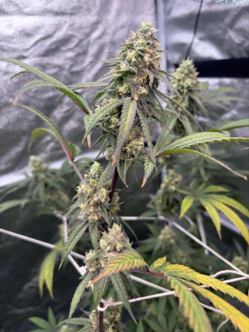 Black Sugar 2.0. Week 15