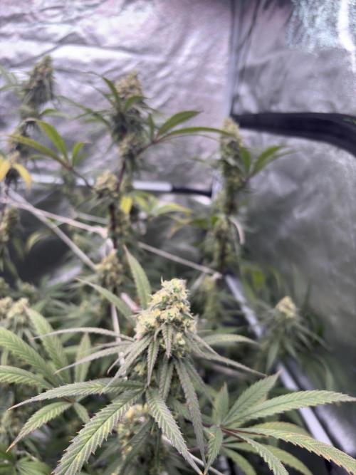 Black Sugar 2.0. Week 15