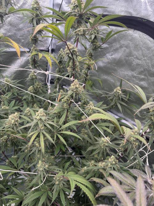 Black Sugar 2.0. Week 15