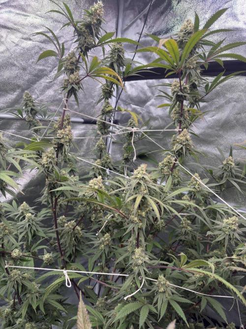 Black Sugar 2.0. Week 15