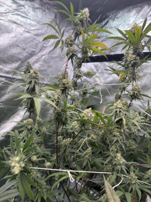 Black Sugar 2.0. Week 15