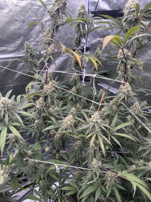 Black Sugar 2.0. Week 15