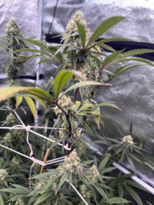 Black Sugar 2.0. Week 15