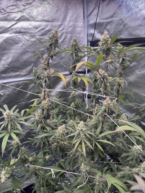 Black Sugar 2.0. Week 15