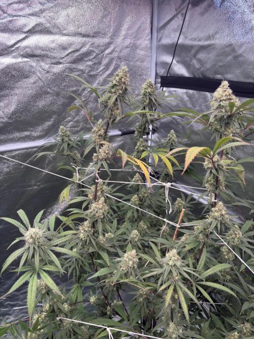 Black Sugar 2.0. Week 15