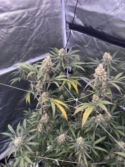 Black Sugar 2.0. Week 15