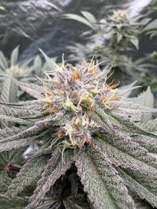 Wedding Gelato. Week 15