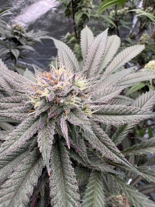 Wedding Gelato. Week 15