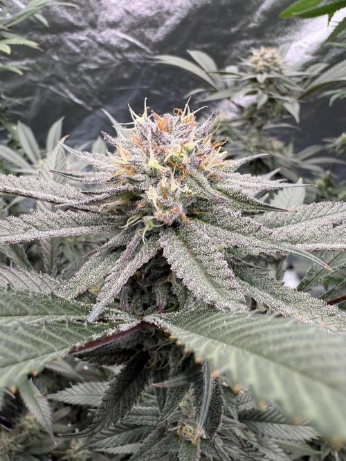 Wedding Gelato. Week 15