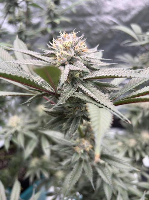 Wedding Gelato. Week 15