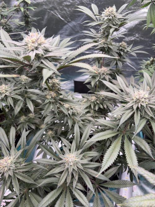 Wedding Gelato. Week 15