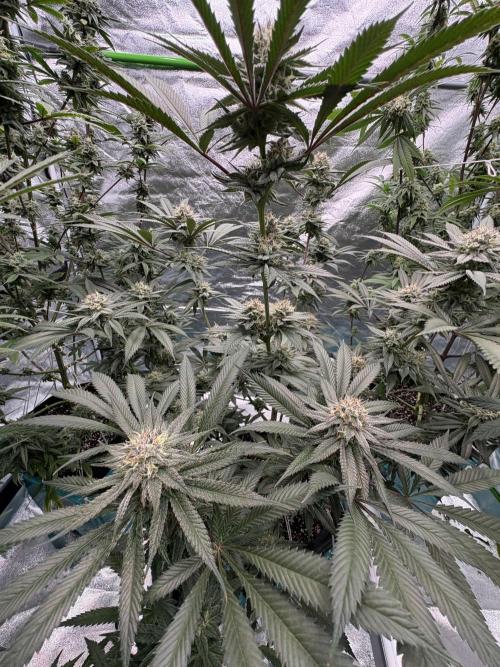 Wedding Gelato. Week 15