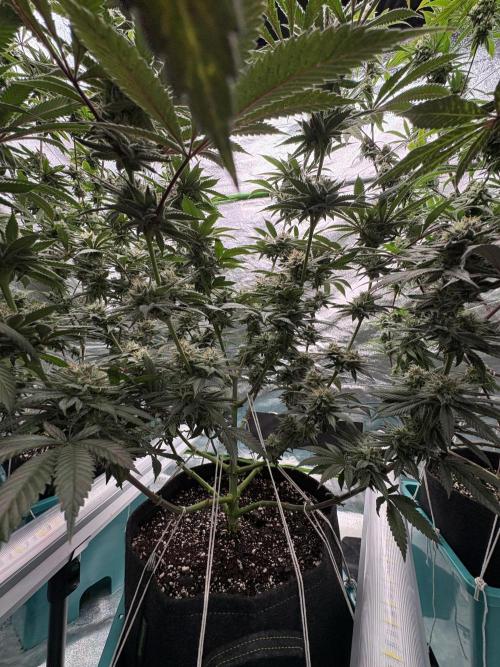 Wedding Gelato. Week 15