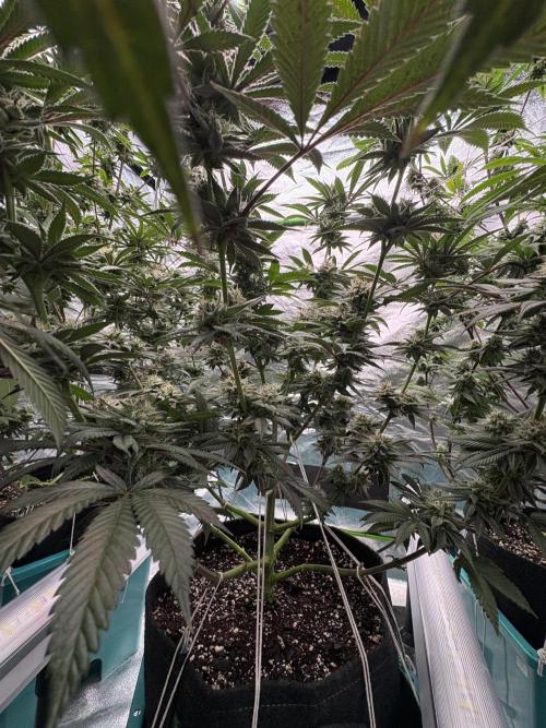 Wedding Gelato. Week 15