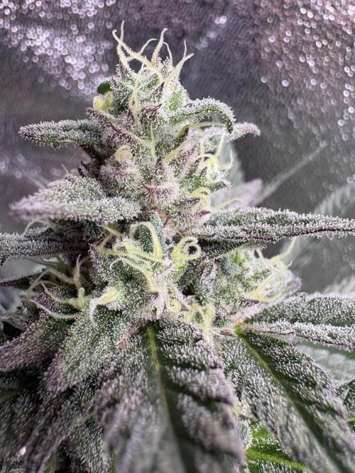 Lemon Cherry Gelato. Week 15