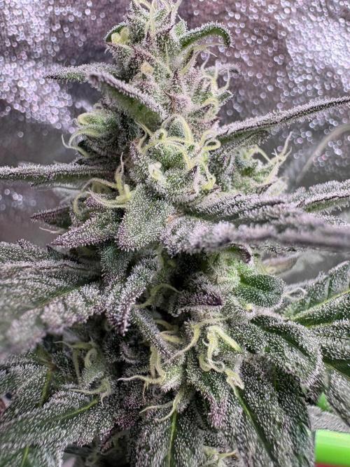 Lemon Cherry Gelato. Week 15