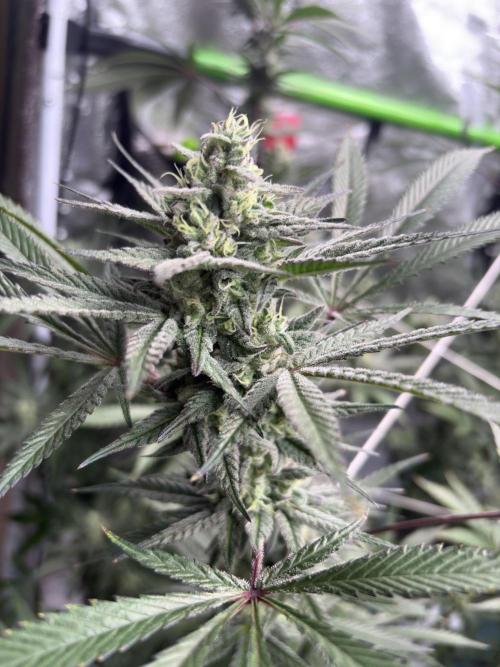 Lemon Cherry Gelato. Week 15