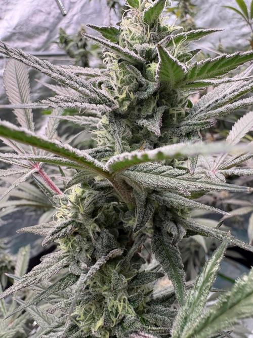 Lemon Cherry Gelato. Week 15