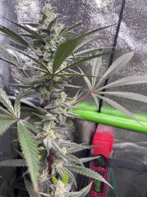 Lemon Cherry Gelato. Week 15