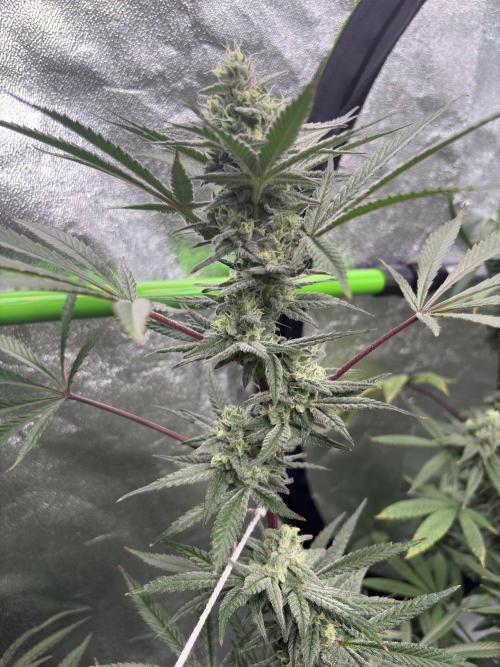 Lemon Cherry Gelato. Week 15