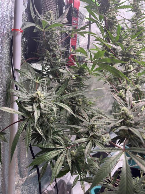 Lemon Cherry Gelato. Week 15