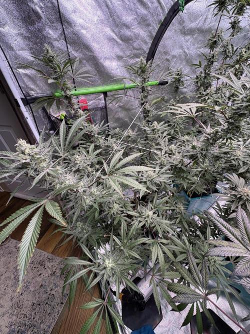 Lemon Cherry Gelato. Week 15