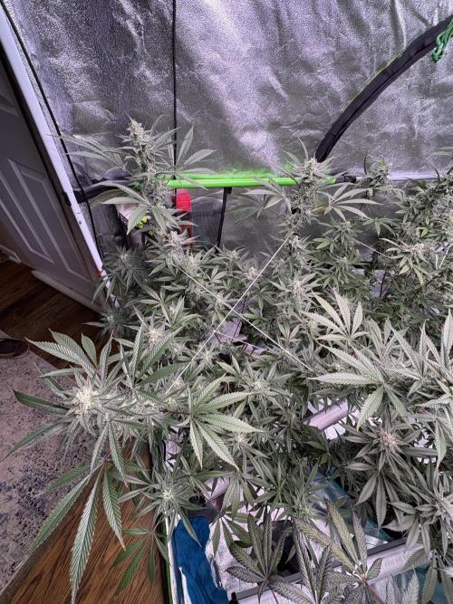 Lemon Cherry Gelato. Week 15