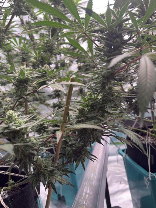 Lemon Cherry Gelato. Week 15