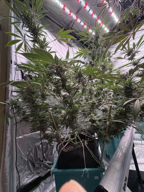 Lemon Cherry Gelato. Week 15