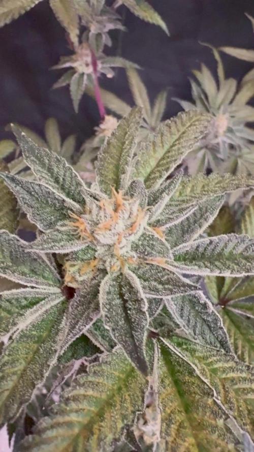 Straw-Lectric Lemonade